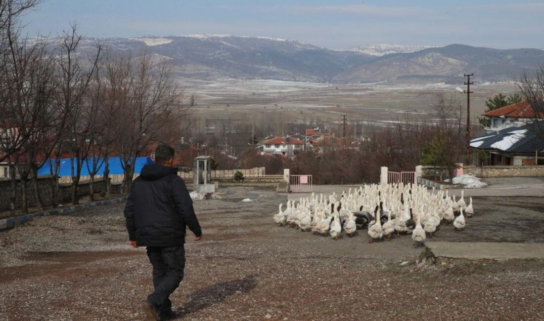Tokat'ın Yeşilyurt ilçesinde kaz yetiştiriciliği yapan 44 yaşındaki Ahmet Aydoğan,