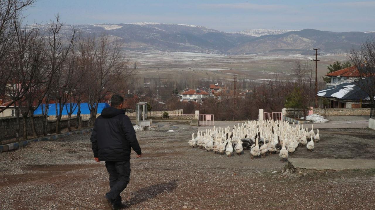 Tokat'ın Yeşilyurt ilçesinde kaz yetiştiriciliği yapan 44 yaşındaki Ahmet Aydoğan,
