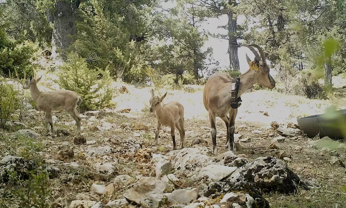 Burdur'da Yaban Keçileri Popülasyonunu Artırma Projesi, doğanın dengesini korumak ve