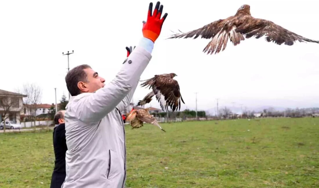Düzce'de yaralı kızıl şahinler, doğaya salındı. Doğa koruma çalışmaları kapsamında