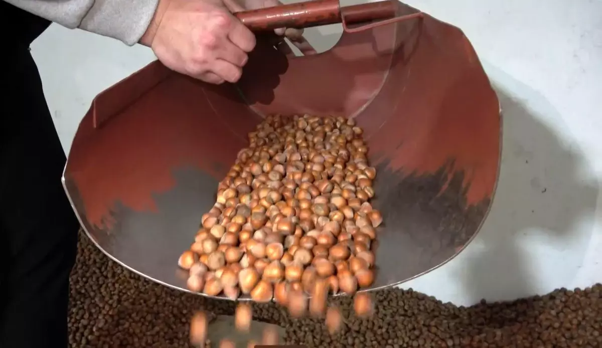 Fındık fiyatları ve piyasa dinamikleri üzerine kapsamlı değerlendirmeler. Piyasa trendlerini,