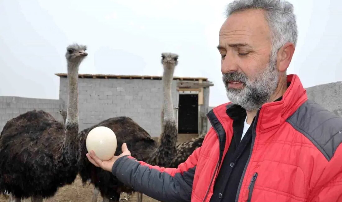 Kars'ta devekuşu yetiştiriciliği, soğuk iklimde gerçekleştirilen sıra dışı bir projedir.