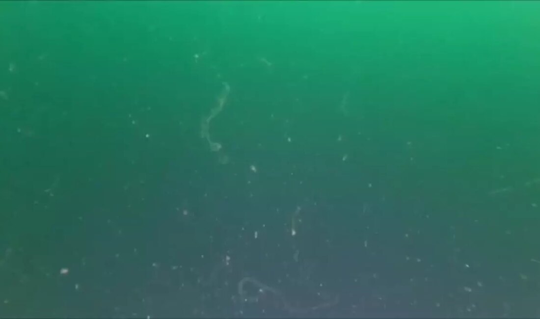 Marmara Denizi'nde yaşanan müsilaj sorunu, ekosistem üzerinde ciddi etkilere yol