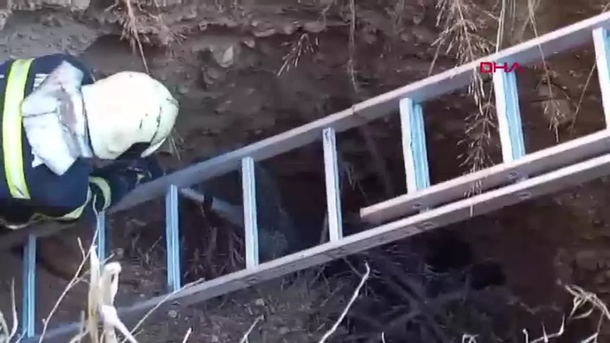 Turgutlu'da iki kirpi, su kuyusuna düşerek zor durumda kaldı. Yerel