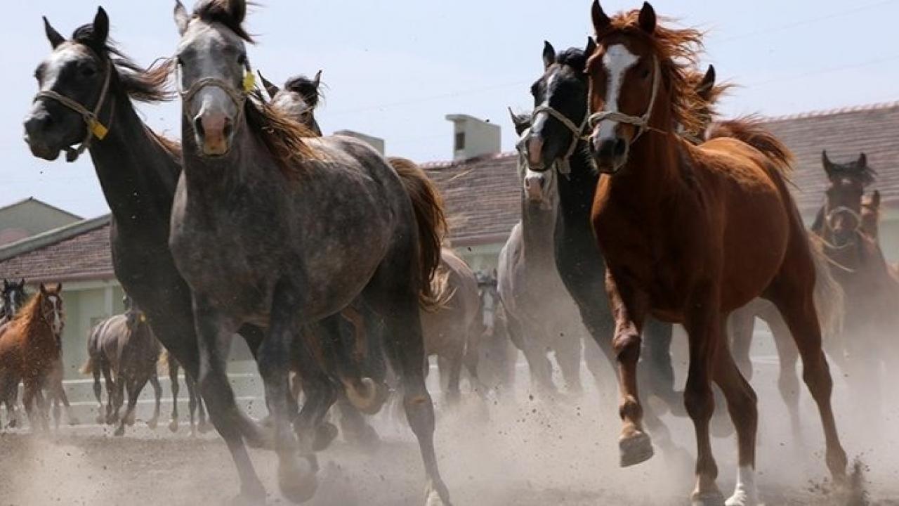 16 Safkan Arap Kısrağının Satışı İhalesi ile eşsiz atlara sahip