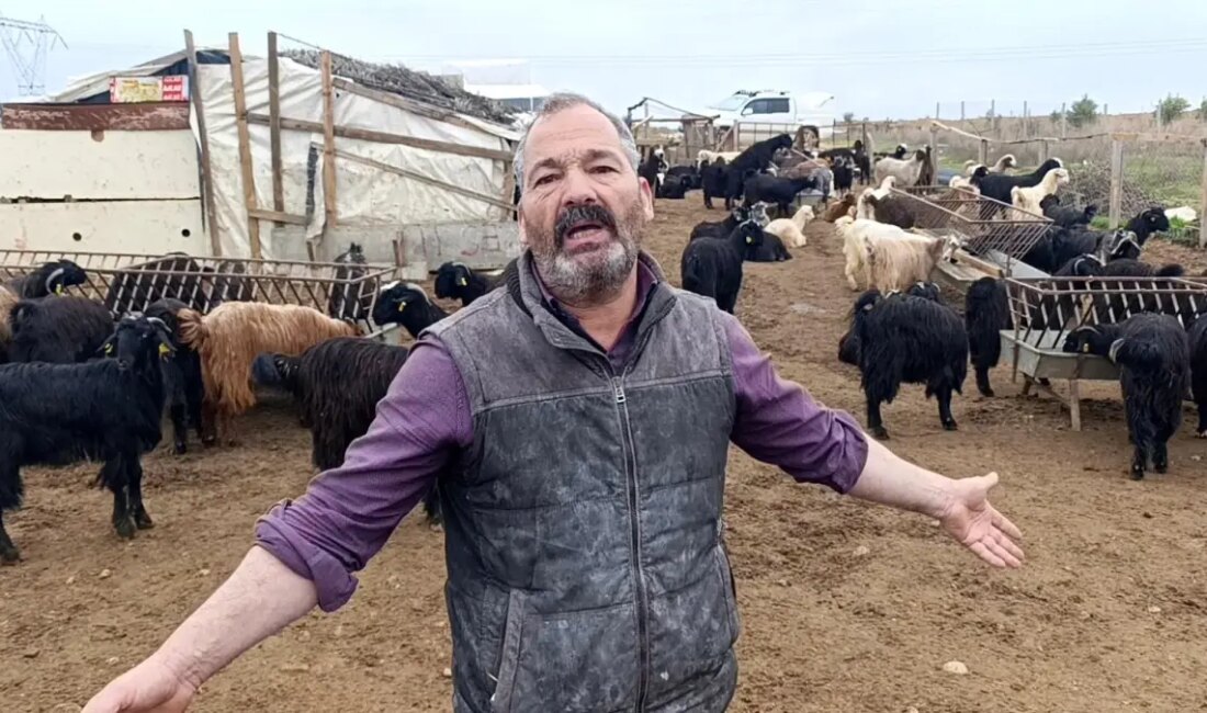 Antalya'da sokak köpeklerinin keçilere saldırısı, hem hayvanlar hem de yerel