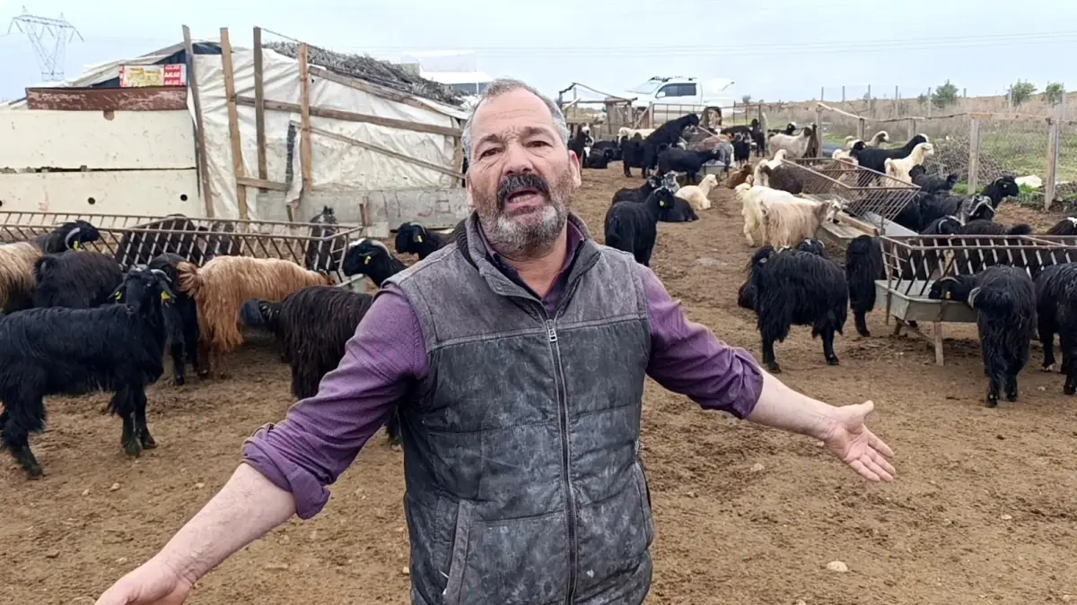 Antalya'da sokak köpeklerinin keçilere saldırısı, hem hayvanlar hem de yerel