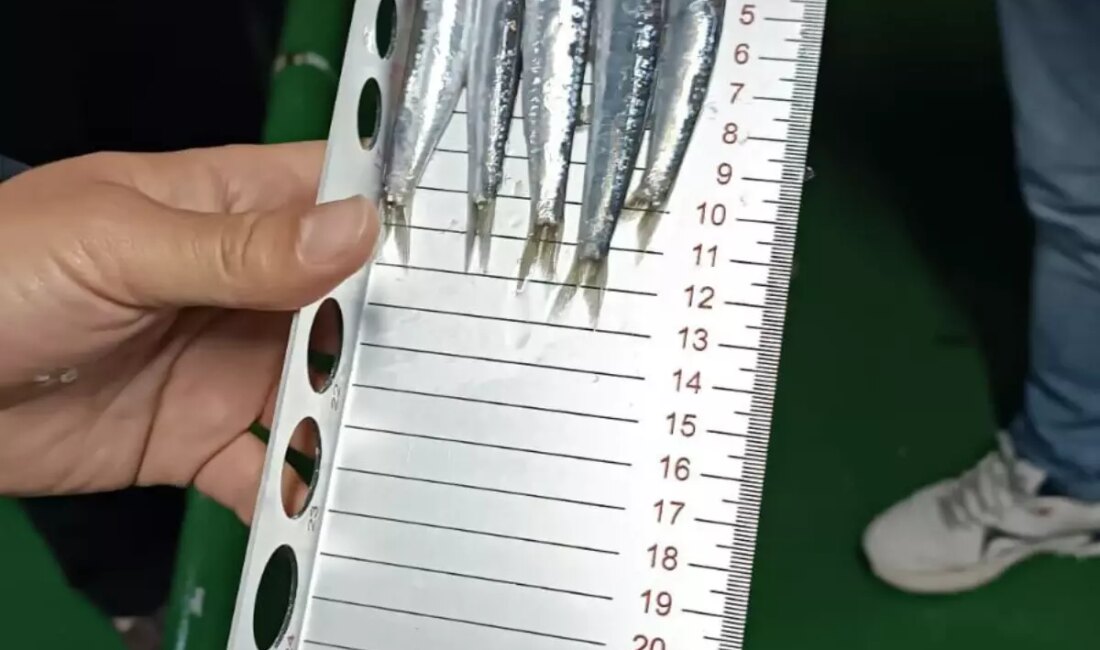 Bodrum'da yapılan hamsi denetimi ile deniz ürünleri güvenliği sağlandı. Balıkçılar