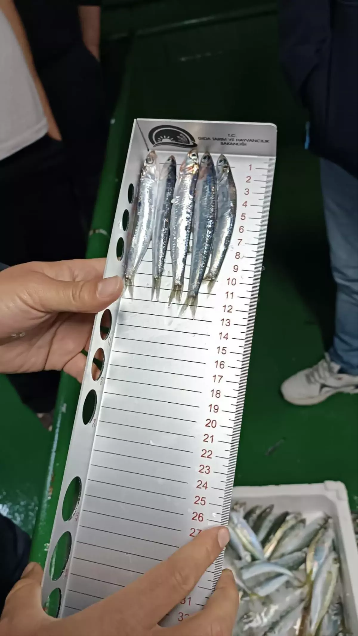 Bodrum'da yapılan hamsi denetimi ile deniz ürünleri güvenliği sağlandı. Balıkçılar