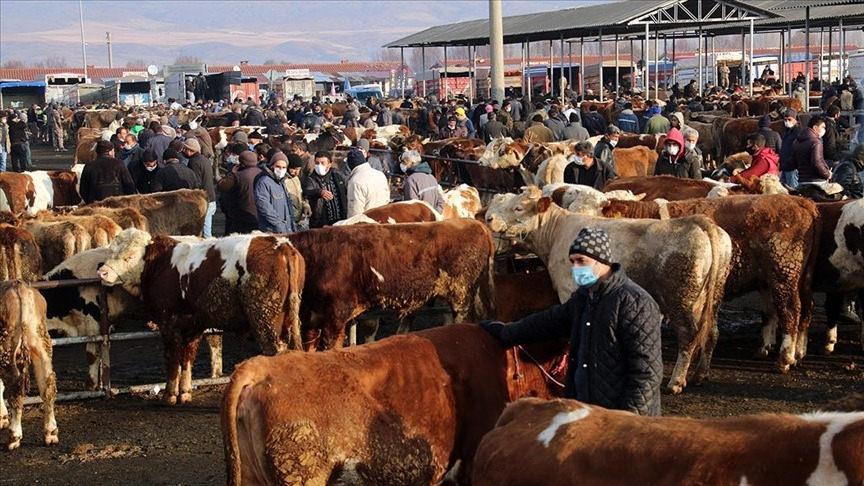 Çankırı'da Şap Hastalığı Sebebiyle Hayvan Pazarları Kapatıldı