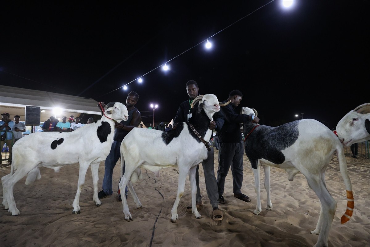 Dakar'da 15. Uluslararası Hayvancılık Fuarı ve Ladoum Koyunları