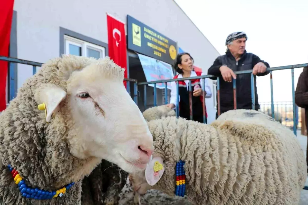 Damızlık Koyun Üretim Merkezi, küçükbaş hayvan üretiminde devrim niteliğinde yenilikler