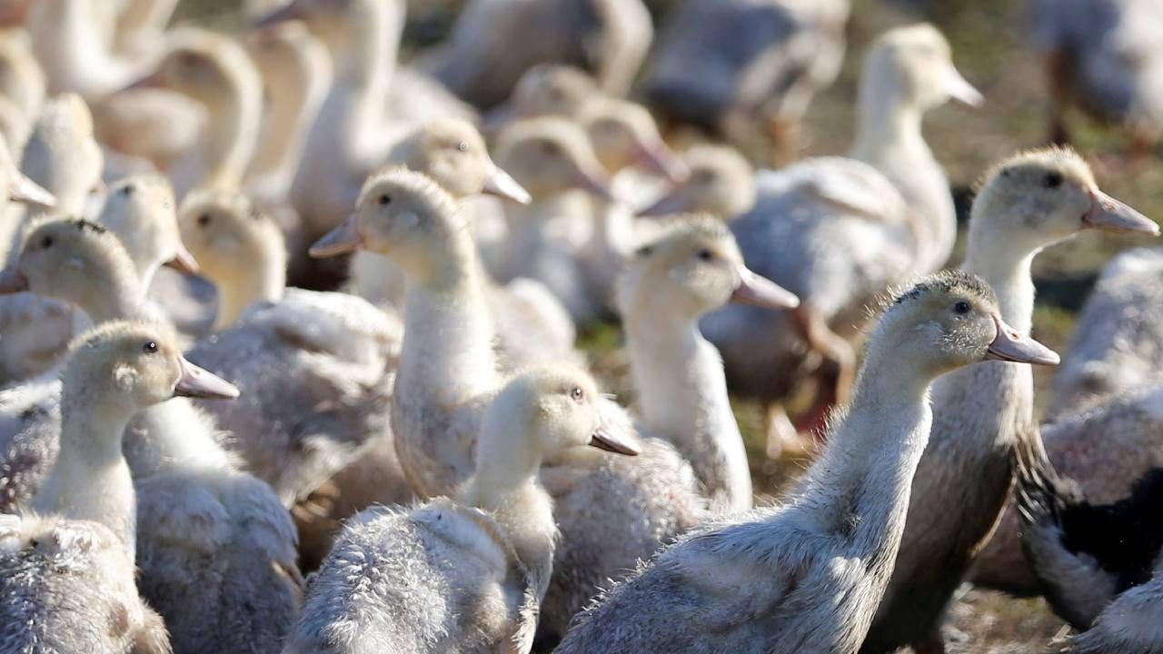 Dünya Hayvan Sağlığı Örgütü'nden Kuş Gribi Uyarısı