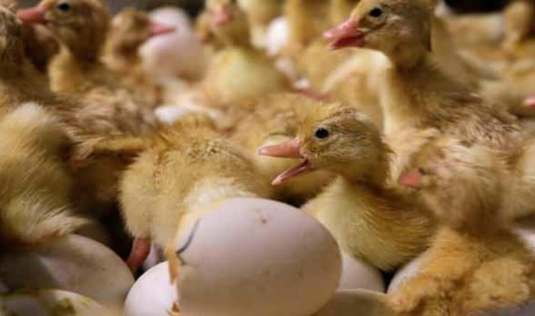 Dünya Hayvan Sağlığı Örgütü, H5N9 kuş gribi virüsünün yayılma riski