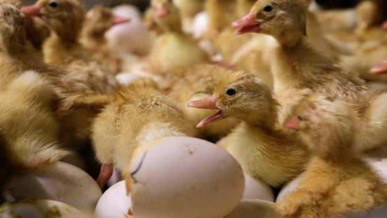 Dünya Hayvan Sağlığı Örgütü, H5N9 kuş gribi virüsünün yayılma riski