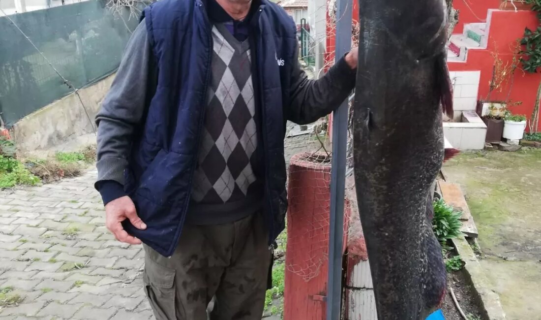 Edirne'de gerçekleştirilen bir balık avında 77 kilogram ağırlığındaki dev yayın