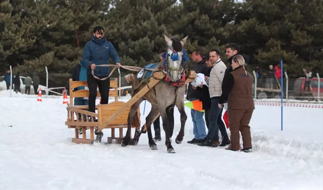 Erzurum'da düzenlenen Geleneksel Atlı Kızak Şöleni, yerel kültürü ve gelenekleri