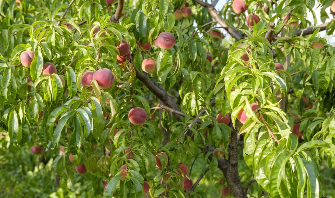 Frigo-Pak Gıda Maddeleri Sanayi ve Ticaret A.Ş, bahçe plantasyonlarına ilişkin
