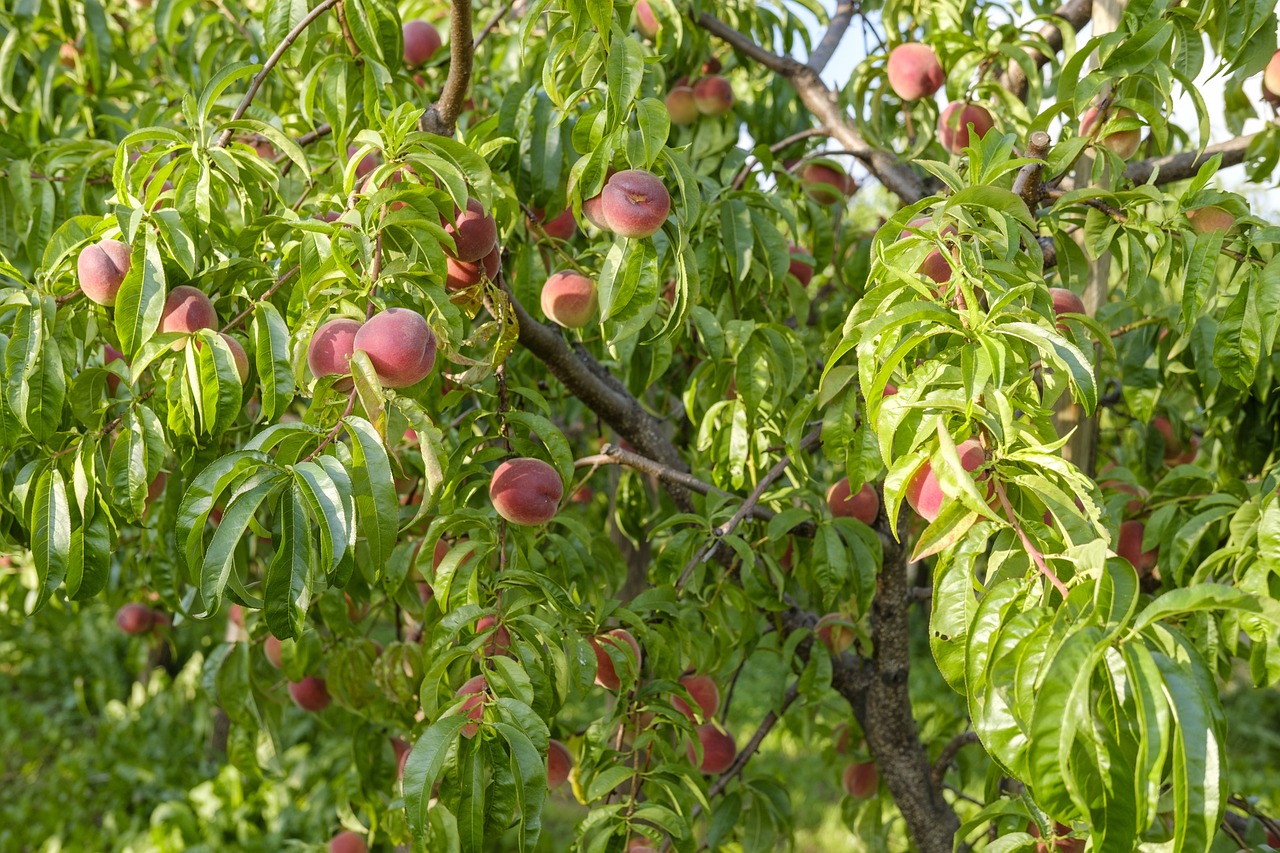 Frigo-Pak Gıda Maddeleri Sanayi ve Ticaret A.Ş, bahçe plantasyonlarına ilişkin
