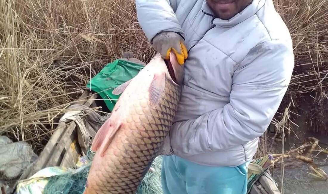 Gala Gölü'nde avlanan 18 kilogramlık dev sazan balığı, balıkçıları ve