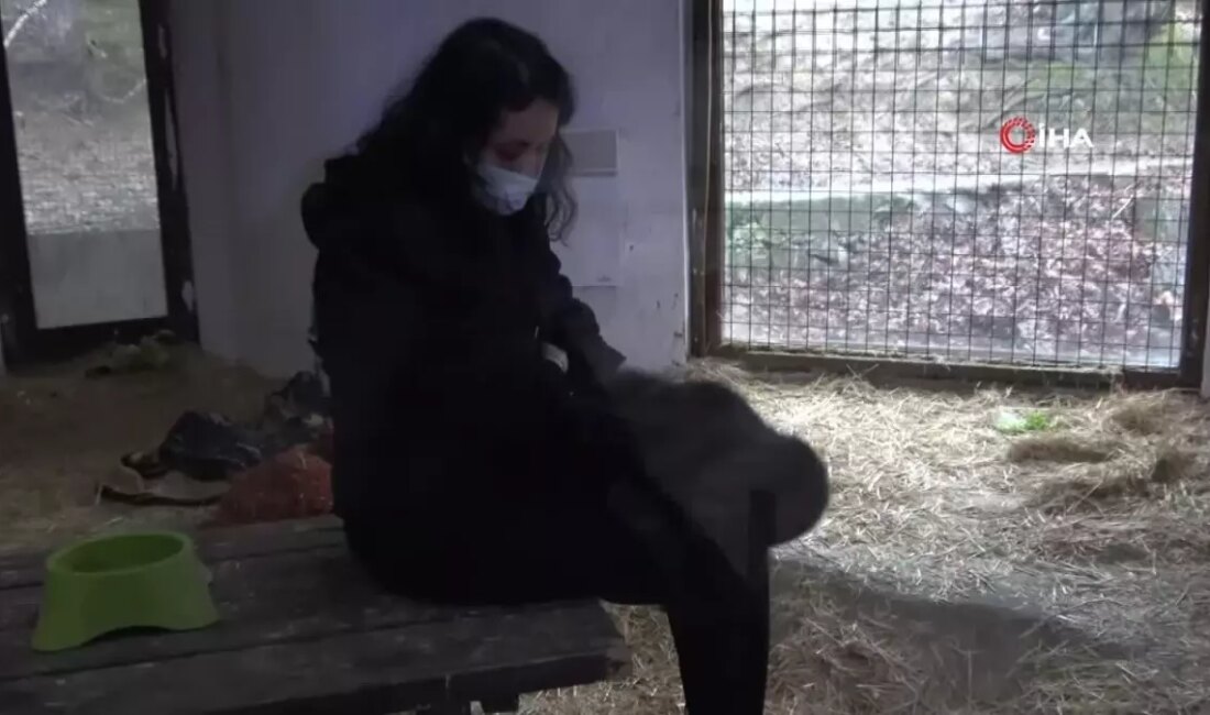 İstanbul Havalimanı'nda bulunan yavru goril 'Zeytin', koruma altına alındı. Bu