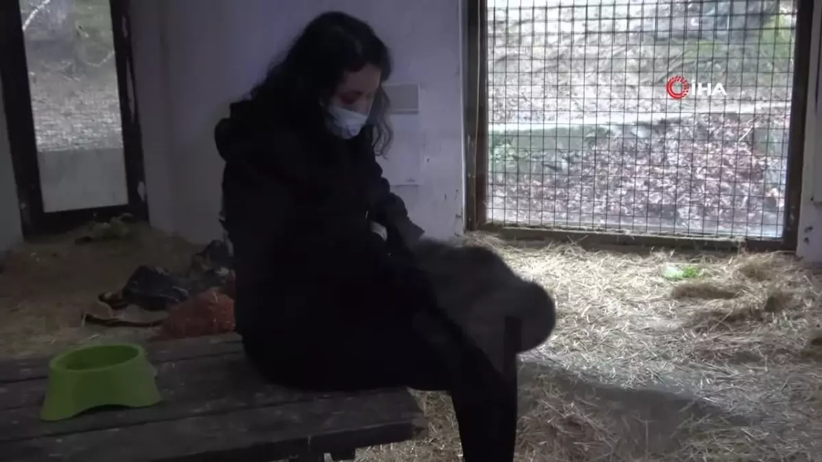 İstanbul Havalimanı'nda bulunan yavru goril 'Zeytin', koruma altına alındı. Bu