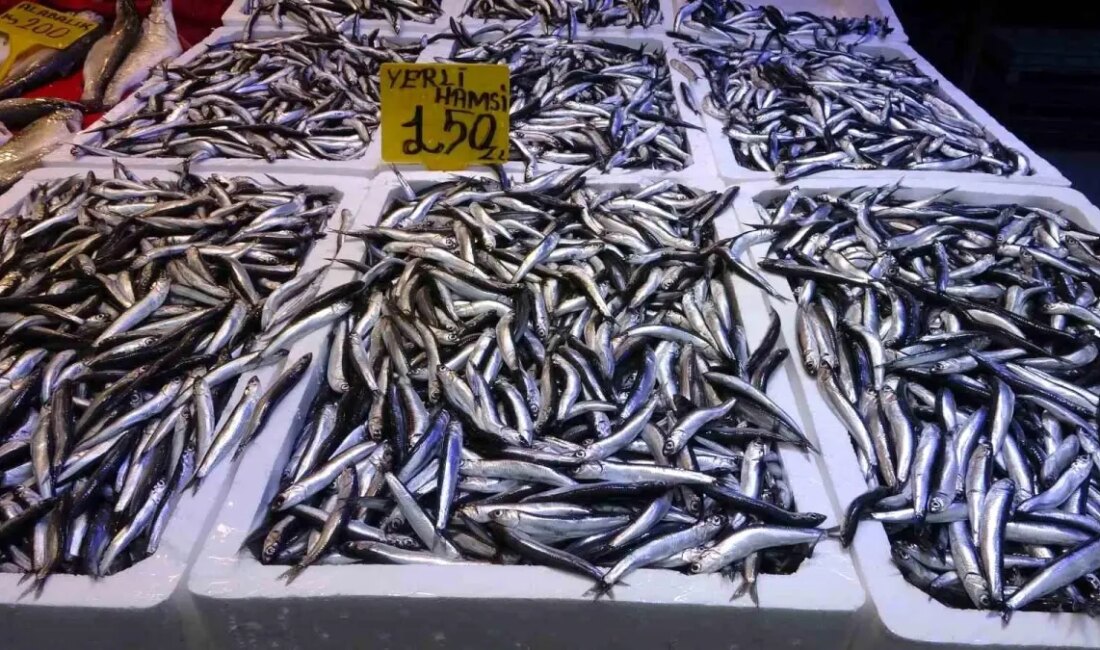 Karadeniz'de hamsi avındaki düşüş ve bunun sonucunda yaşanan fiyat artışları