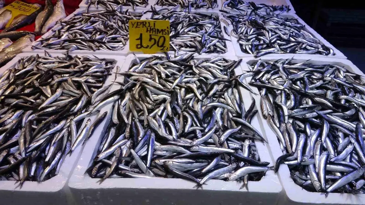 Karadeniz'de hamsi avındaki düşüş ve bunun sonucunda yaşanan fiyat artışları
