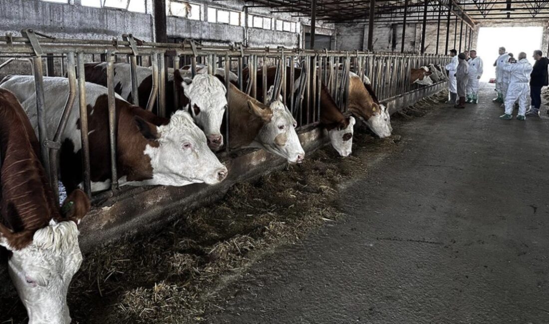 Karaman'da şap hastalığına karşı alınan karantina önlemleri, hayvan sağlığını korumak