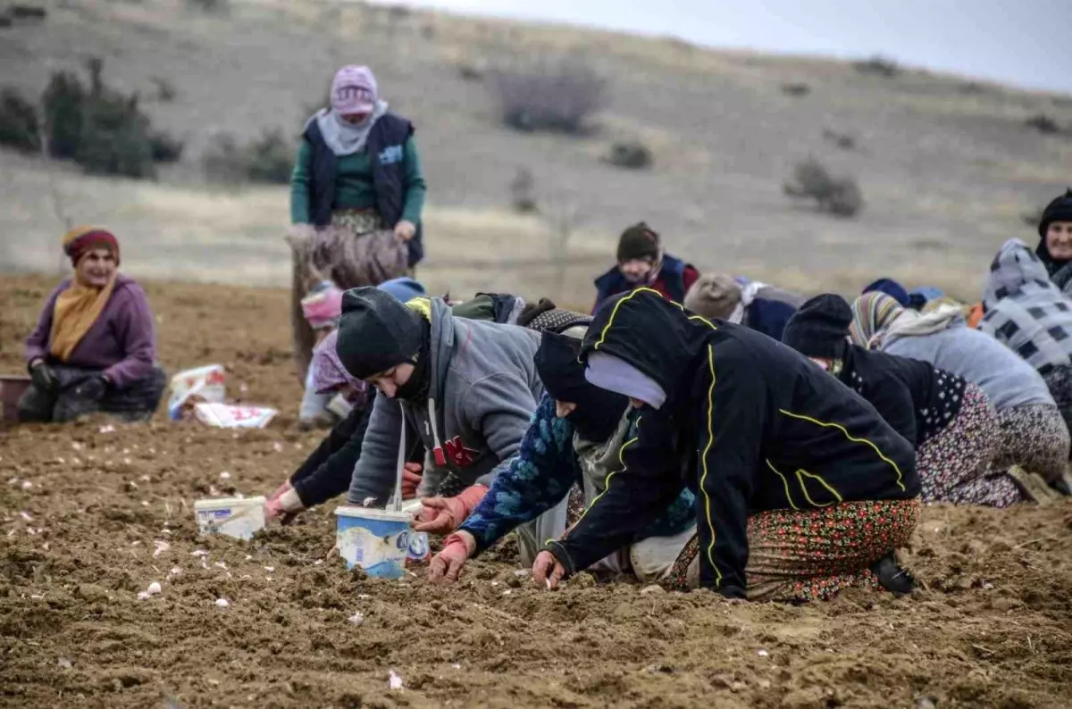 Kastamonu Taşköprü'de sarımsak dikim sezonu başladı! Yerel çiftçiler, verimli ürünler
