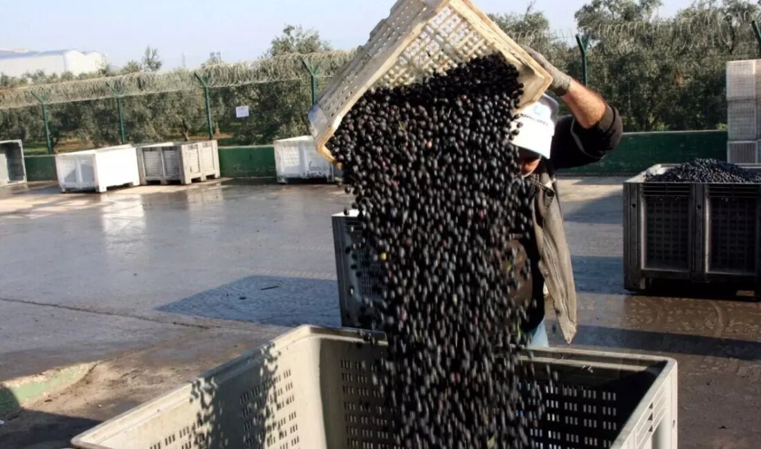 Marmarabirlik Zeytin Alım Kampanyası 2024-2025 dönemi sona erdi. Zeytin üreticileri