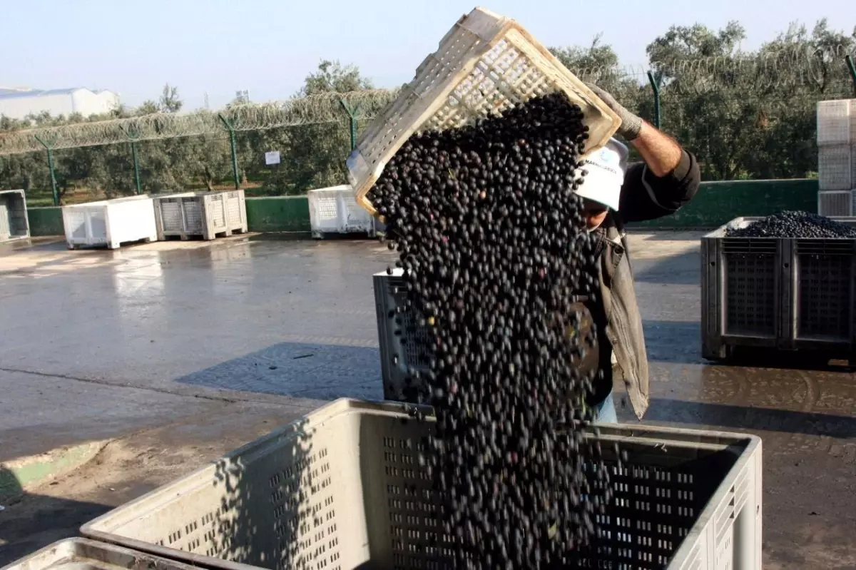 Marmarabirlik Zeytin Alım Kampanyası 2024-2025 dönemi sona erdi. Zeytin üreticileri