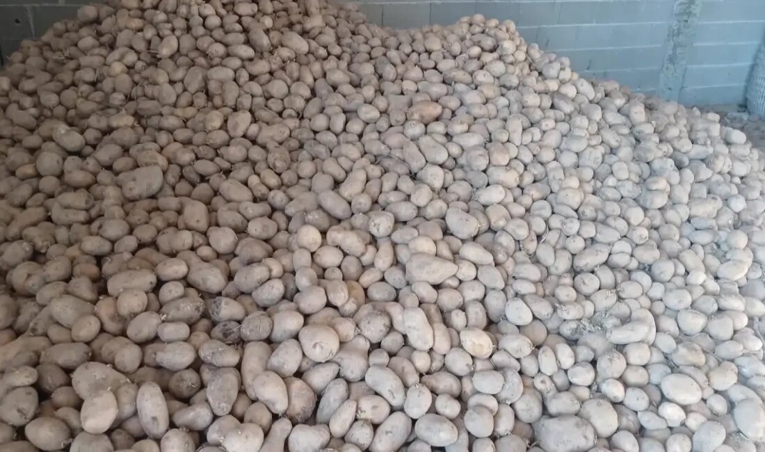 Niğde'de patates üreticileri, çürüyen patatesler nedeniyle zor günler geçiriyor. Üretim