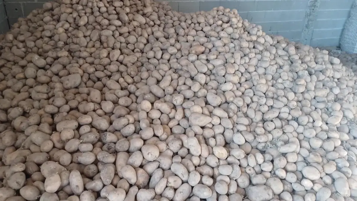Niğde'de patates üreticileri, çürüyen patatesler nedeniyle zor günler geçiriyor. Üretim