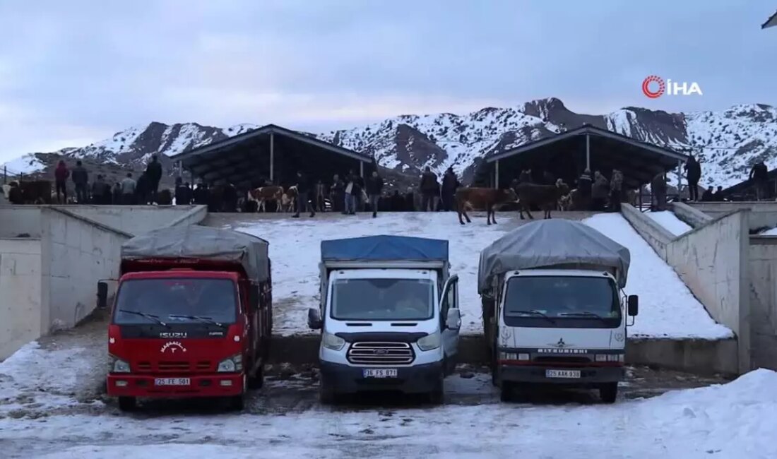 Oltu Canlı Hayvan Pazarı, uzun bir aradan sonra yeniden kapılarını