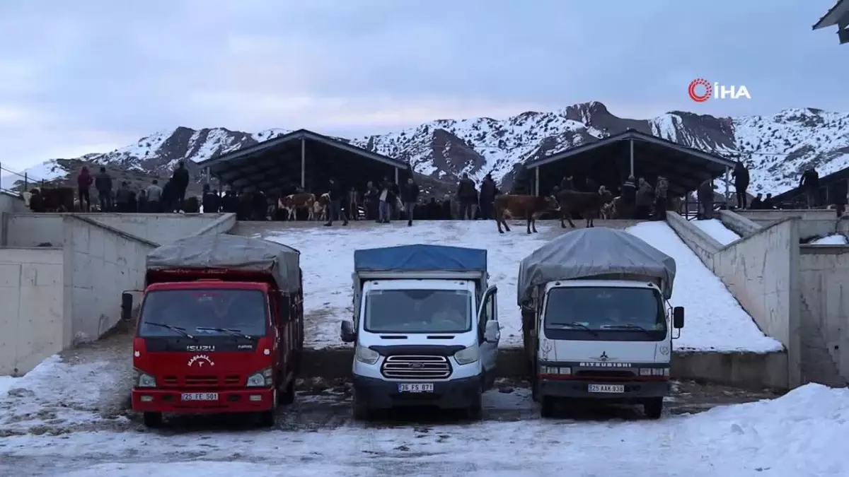 Oltu Canlı Hayvan Pazarı, uzun bir aradan sonra yeniden kapılarını