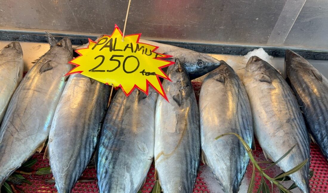 Palamut tezgahlarda yeniden görünmeye başladı! Bu sezonun en lezzetli balığı