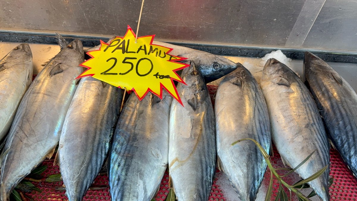 Palamut tezgahlarda yeniden görünmeye başladı! Bu sezonun en lezzetli balığı