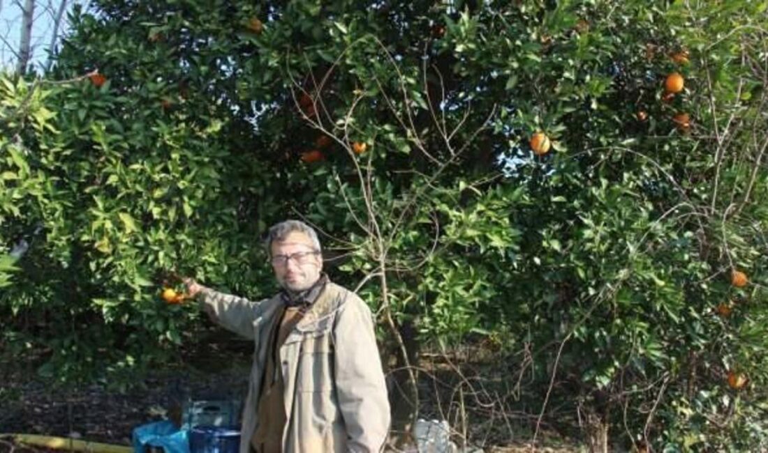 Portakal üreticilerinin karşılaştığı zorluklar ve fiyat dengesizliğinin etkileri üzerine kapsamlı