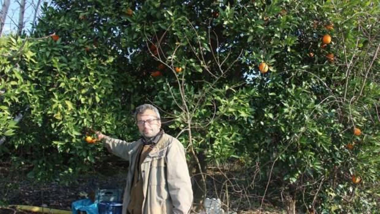 Portakal üreticilerinin karşılaştığı zorluklar ve fiyat dengesizliğinin etkileri üzerine kapsamlı