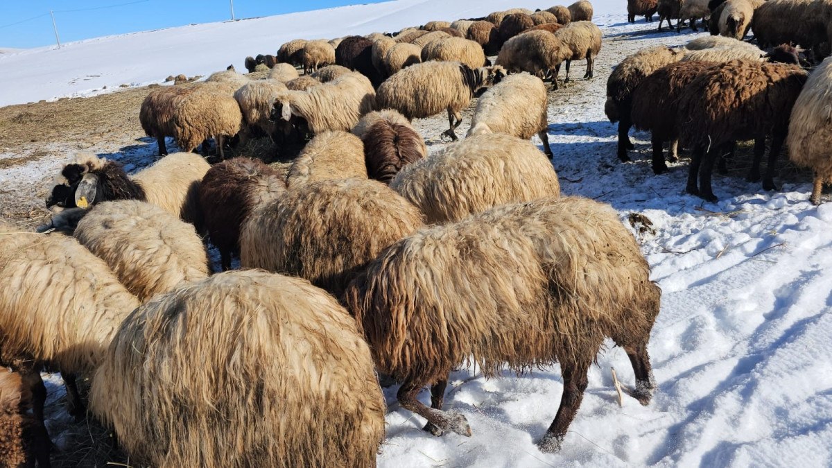 Kışın Zorlukları: Süphan Dağı Eteklerinde Hayvancılık