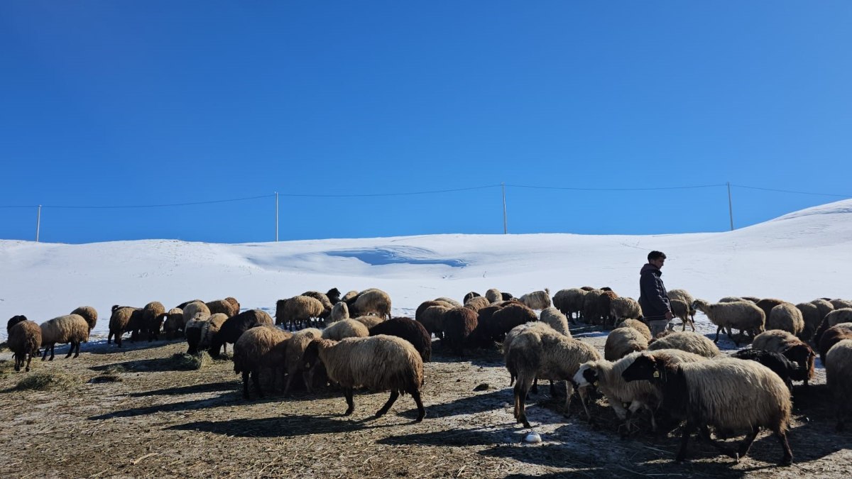 Süphan Dağı eteklerinde kış mevsiminin zorlukları ve hayvancılık mücadelesi üzerine