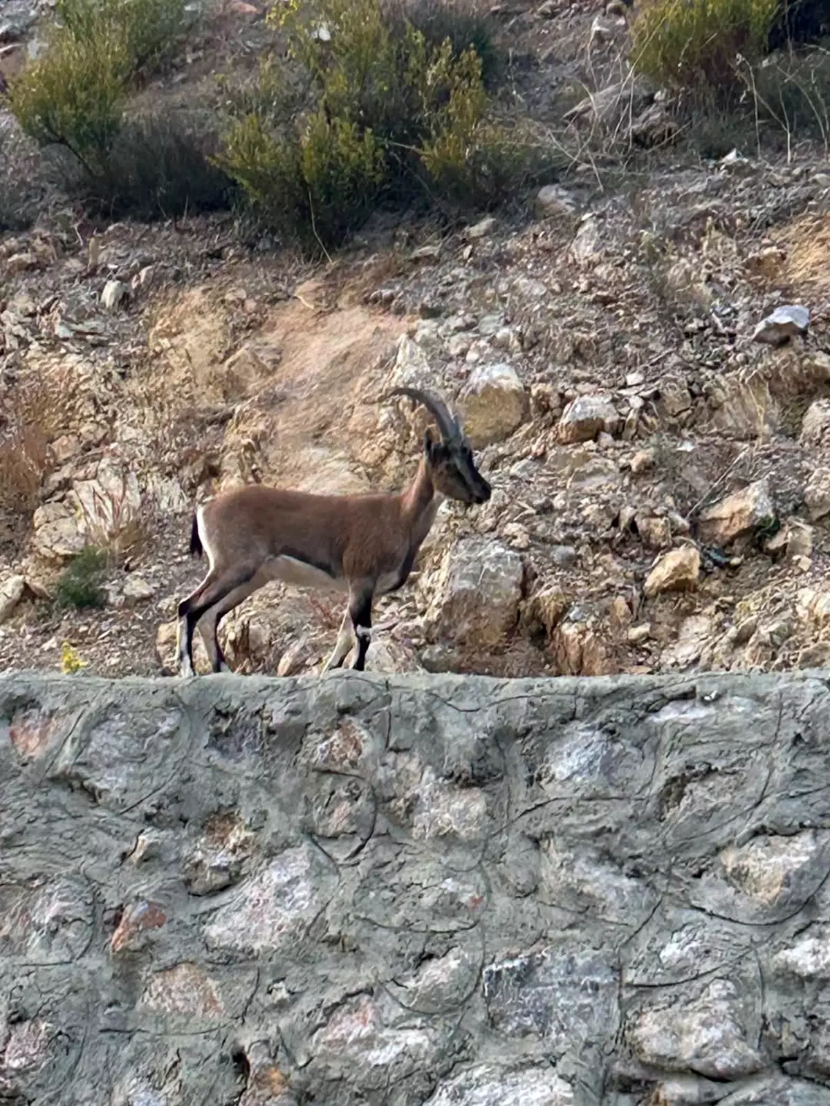 Antalya'da yaşanan yaban keçisi avlama olayı, doğa severleri ve avcıları