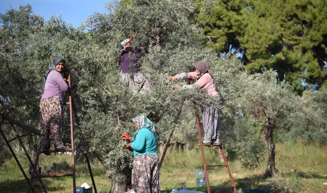 Zeytinyağı üretiminde verim kaybı, aşırı sıcaklıkların etkisiyle giderek artıyor. Bu
