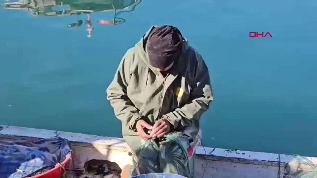 Zonguldak'ta balıkçılık sezonu bu yıl bereketli geçiyor. Yerel balıkçıların yüzleri