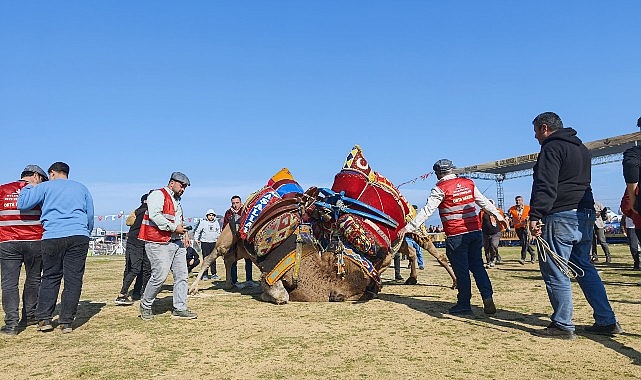 16. Deve Güreşi Festivali, Torbalı'da büyük bir coşkuyla kutlandı. Yerel