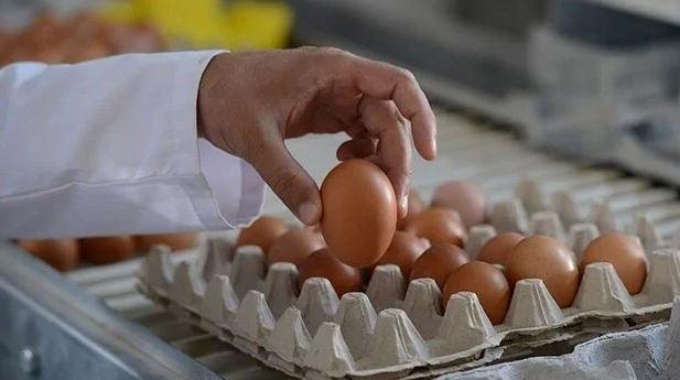 ABD'de Kuş Gribi Salgını Yumurtayı Etkiliyor