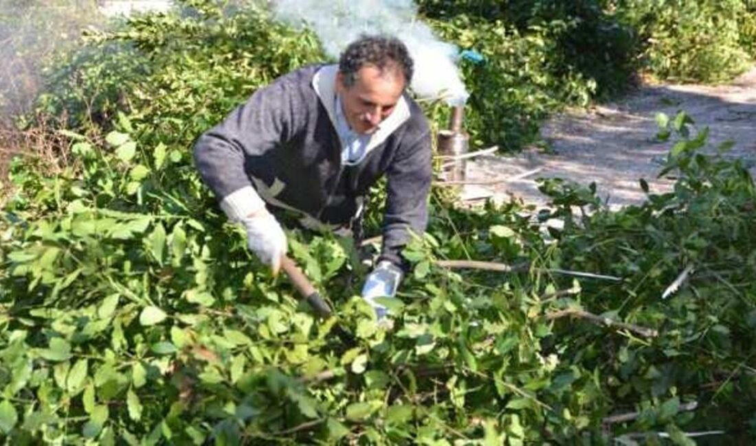 Akseki'de defne yaprağı hasadı ve ihracatı, tarımın önemli bir parçası