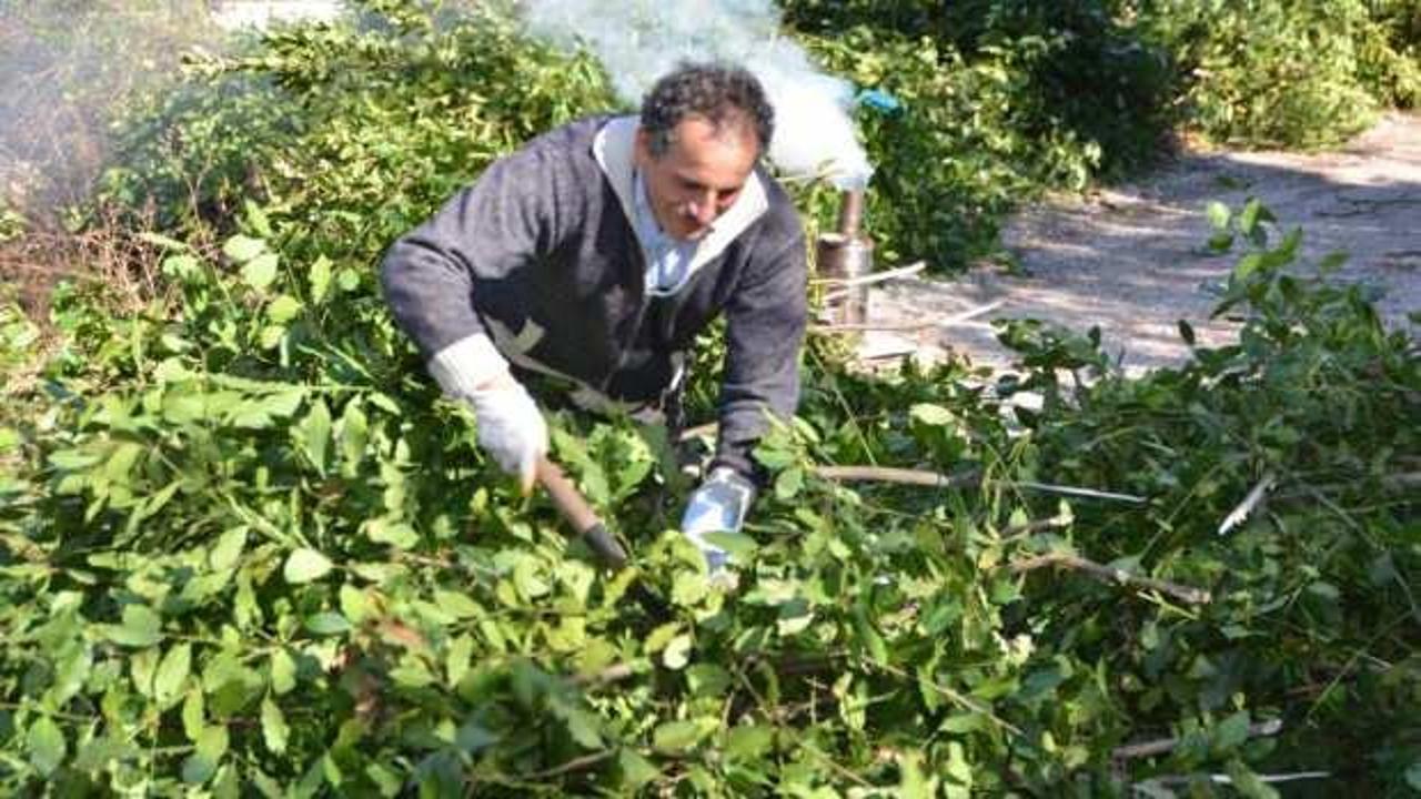 Akseki'de defne yaprağı hasadı ve ihracatı, tarımın önemli bir parçası