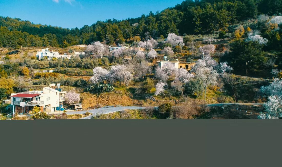 Antalya'da erken çiçek açan badem ve kiraz ağaçları, üreticiler için